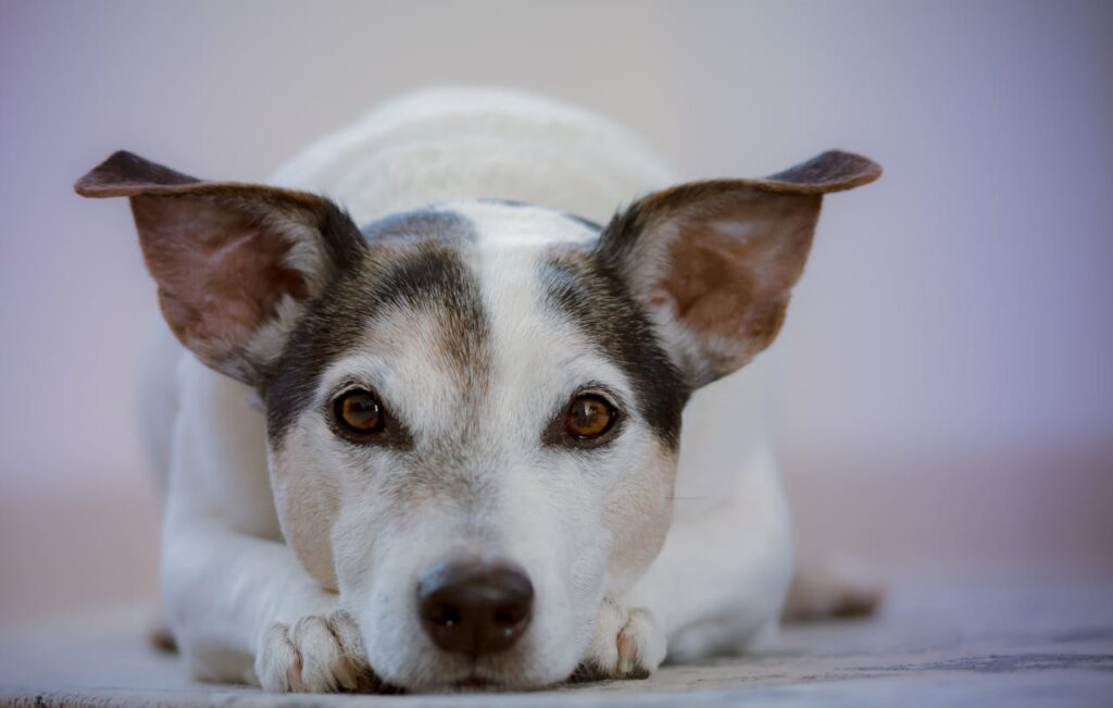 supplementen voor honden met een allergie