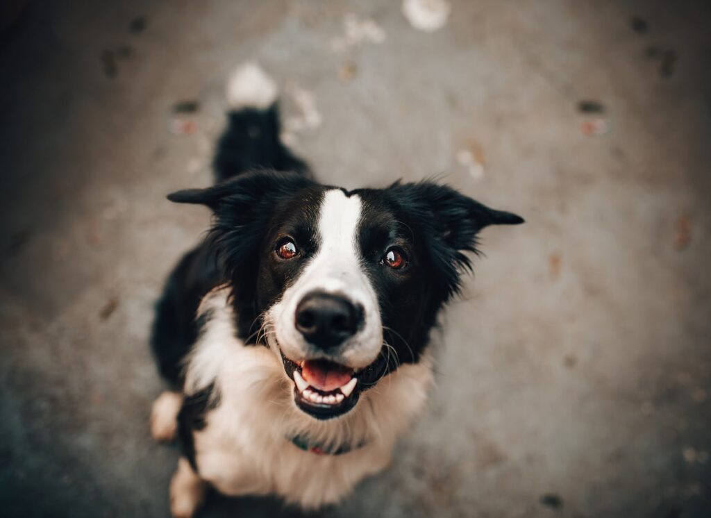 supplementen voor honden met een allergie